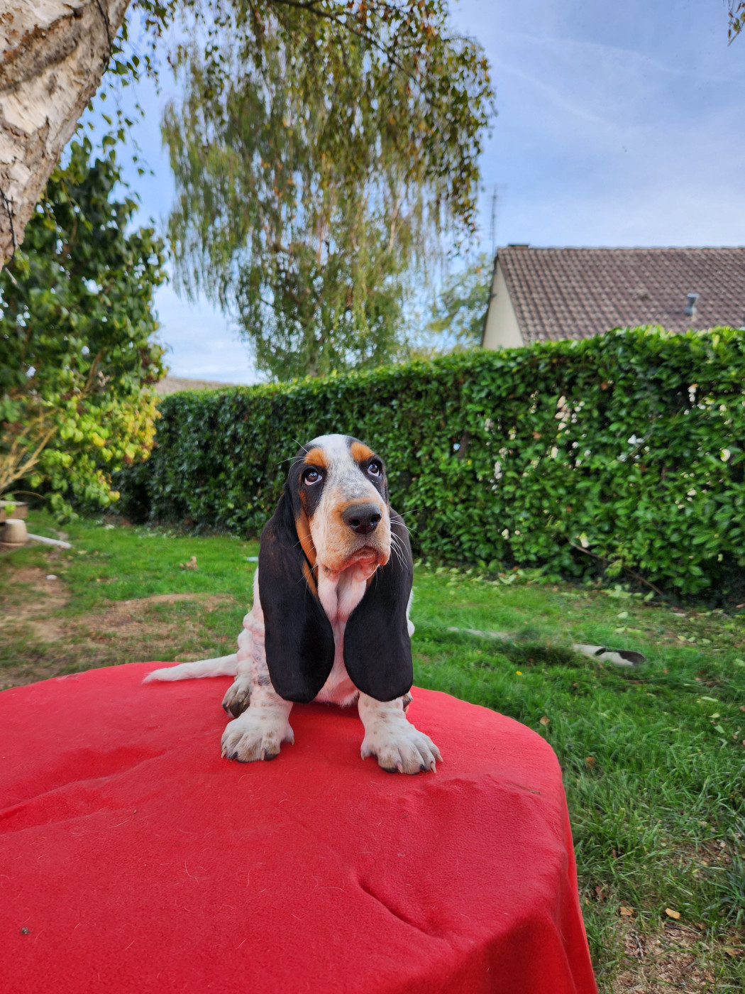 L'Odyssée Des Trois V - Chiots disponibles - Basset Hound